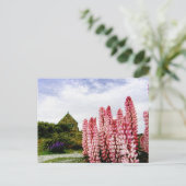 Pink Lupins @ Lake Tekapo New Zealand Postkarte (Stehend Vorderseite)