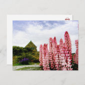 Pink Lupins @ Lake Tekapo New Zealand Postkarte (Vorne/Hinten)