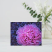 Pink Lush Peony Blume Postkarte (Stehend Vorderseite)