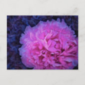 Pink Lush Peony Blume Postkarte (Vorderseite)