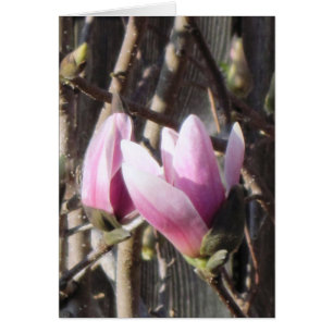Pink Magnolia Blossom