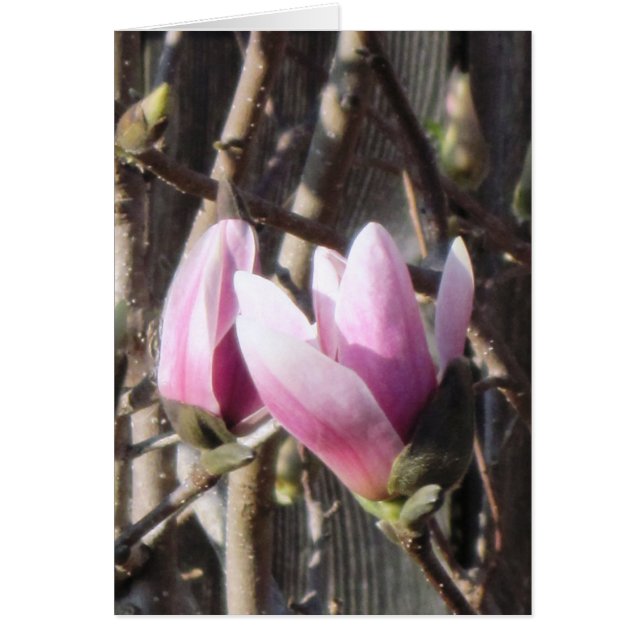 Pink Magnolia Blossom (Vorne)
