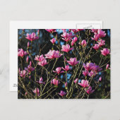 Pink Magnolia Blossom Postkarte (Vorne/Hinten)