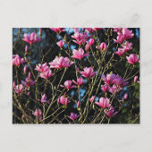 Pink Magnolia Blossom Postkarte (Vorderseite)