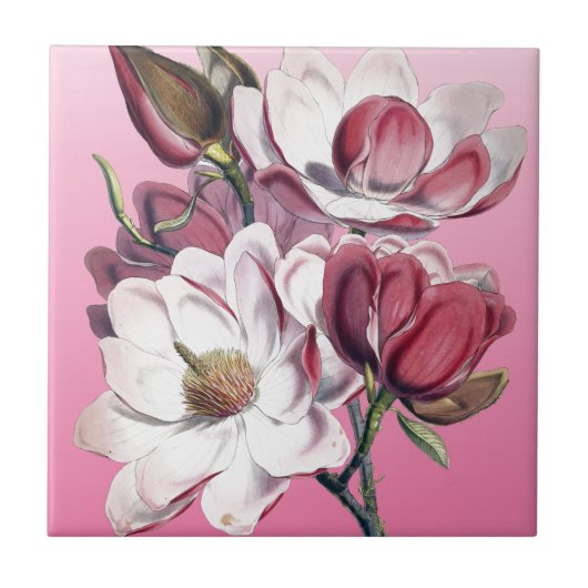 Pink Magnolia Fliese (Vorderseite)