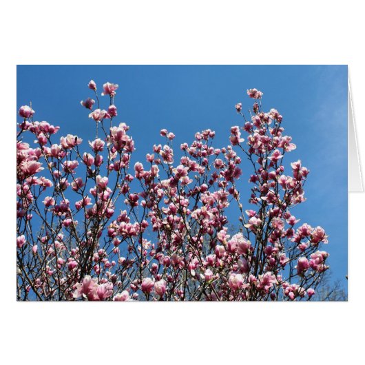 Pink Magnolia Flowers Blue Sky Note Card (Vorderseite (Horizontal))