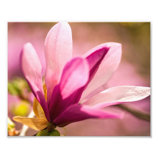 Pink Magnolia Fotodruck (Vorne)