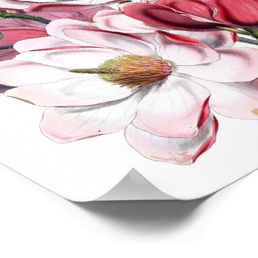 Pink Magnolia Poster (Ecke)