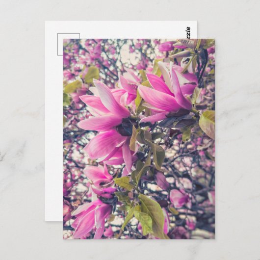 Pink Magnolia Postkarte (Vorne/Hinten)
