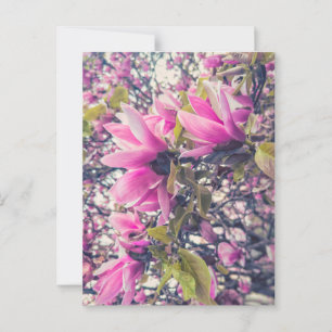 Pink Magnolia Postkarte