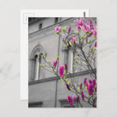 Pink Magnolias Postkarte (Vorne/Hinten)