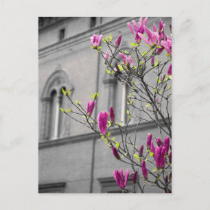 Pink Magnolias Postkarte