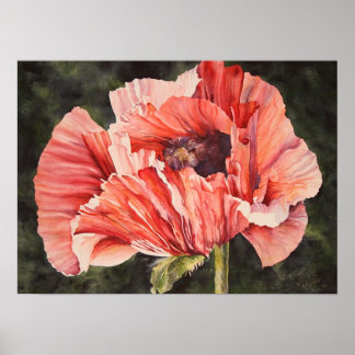 Pink Mais Poppy Botanisches Poster Canvas Print
