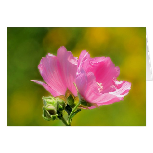 Pink Malva Pair (Vorderseite (Horizontal))