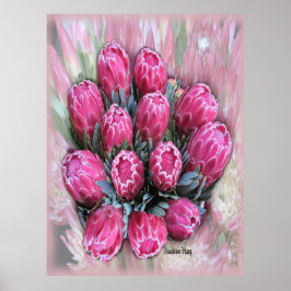 Pink Mamosa Protea Poster