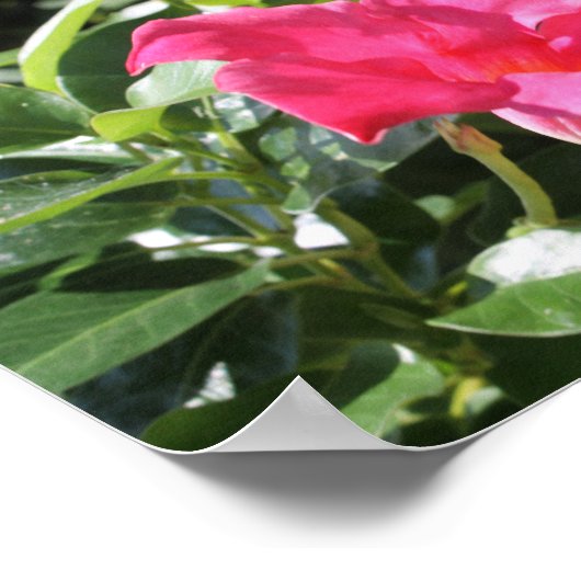 Pink Mandevilla Poster (Ecke)