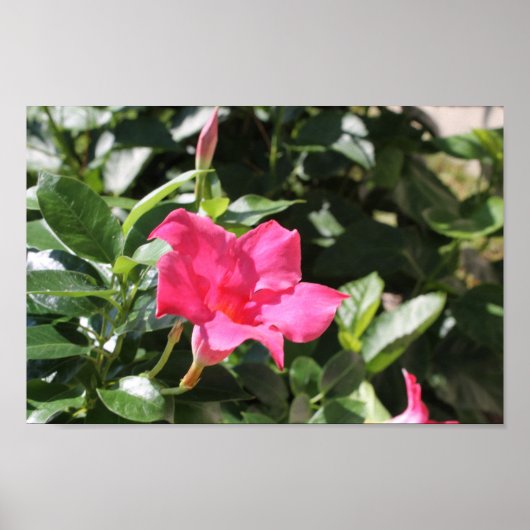 Pink Mandevilla Poster (Vorne)