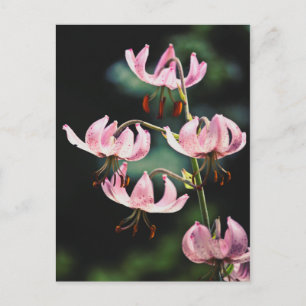 Pink Martagon Lily Blume Postkarte