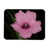 Pink Mexican Petunia (Ruellia Brittoniana oder Magnet (Horizontal)