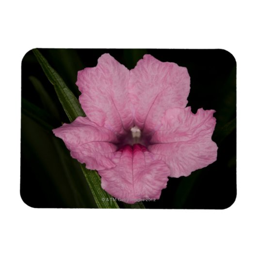 Pink Mexican Petunia (Ruellia Brittoniana oder Magnet (Horizontal)
