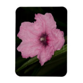Pink Mexican Petunia (Ruellia Brittoniana oder Magnet (Vertikal)