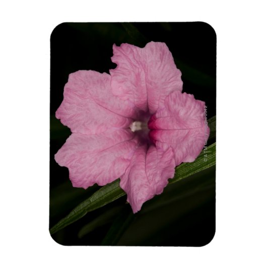 Pink Mexican Petunia (Ruellia Brittoniana oder Magnet (Vertikal)