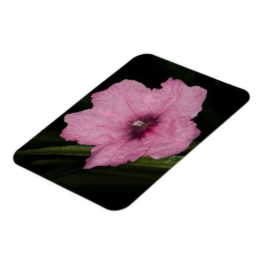 Pink Mexican Petunia (Ruellia Brittoniana oder Magnet (Linke Seite)