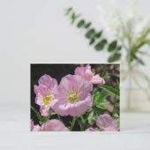 Pink Mexiko-Primrose-Postkarte Postkarte (Stehend Vorderseite)