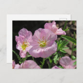 Pink Mexiko-Primrose-Postkarte Postkarte (Vorne/Hinten)