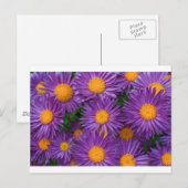 Pink Michaelmas Daisy Postkarte (Vorne/Hinten)