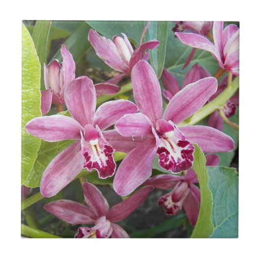 Pink Mini Cymbidium Orchios Blütenblätter Fliese (Vorderseite)