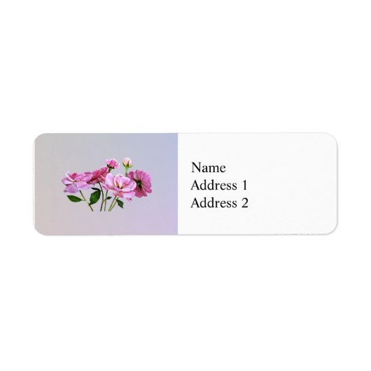 Pink Miniatur-Rose (Vorne)