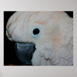 Pink Moluccan Cockatoo Parrot Poster
