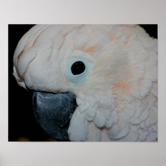 Pink Moluccan Cockatoo Parrot Poster (Vorne)