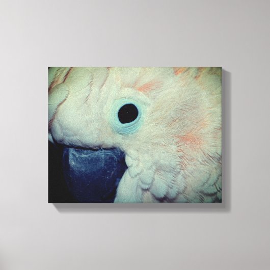 Pink Moluccan Cockatositu Papagei Nah Leinwanddruck (Vorderseite)