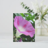 Pink Morning Glory Blume Postkarte (Stehend Vorderseite)