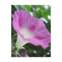 Pink Morning Glory Blume