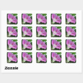 Pink Morning Glory Blume Quadratischer Aufkleber (Blatt)