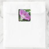 Pink Morning Glory Blume Quadratischer Aufkleber (Tasche)