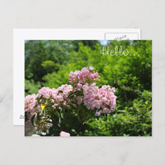 Pink Mountain Laurel Blume Postkarte (Vorne/Hinten)