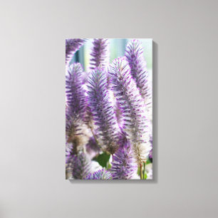 Pink Mulla Mulla Wrapped Canvas Leinwanddruck