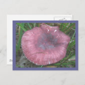 Pink Mushroom Postkarte (Vorne/Hinten)