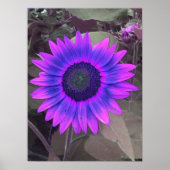 Pink N Lila Sunflower Poster (Vorne)