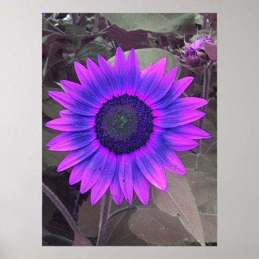 Pink N Lila Sunflower Poster (Vorne)