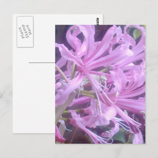 Pink Nerines Postcard Postkarte (Vorne/Hinten)