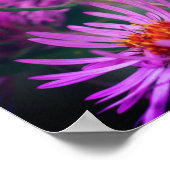 Pink New England Aster-Blume Poster (Ecke)