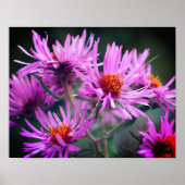 Pink New England Aster-Blume Poster (Vorne)