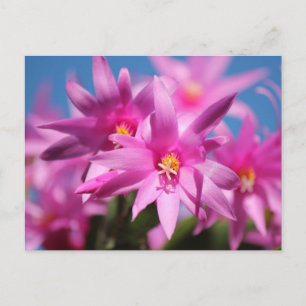 Pink Oaster Cactus Blume Feiertagspostkarte