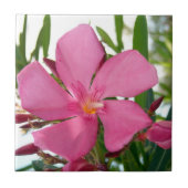 Pink Oleander Foto Keramik Tiles Fliese (Vorderseite)