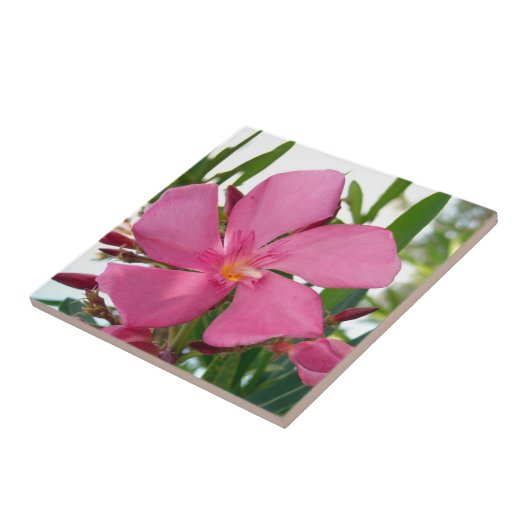 Pink Oleander Foto Keramik Tiles Fliese (Seite)